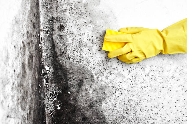 Best Airborne Mold Testing  in Warren, OR