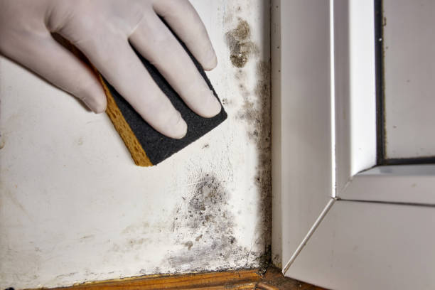 Mold Documentation for Insurance Claims in Warren, OR